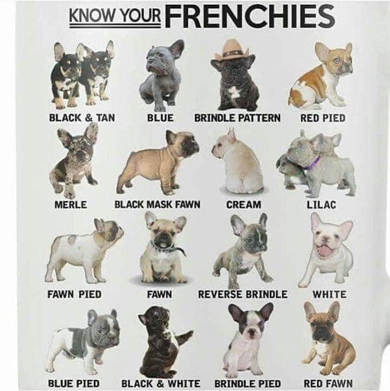 French Bulldog Color Chart