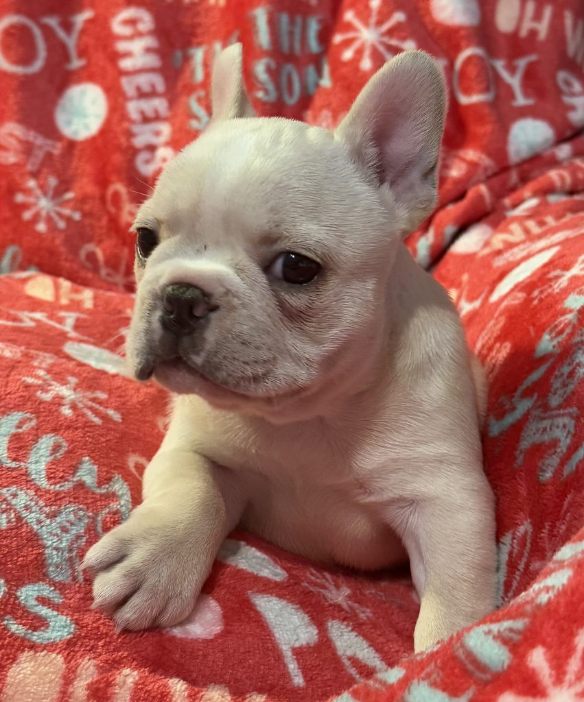 Beautiful AKC French Bulldog