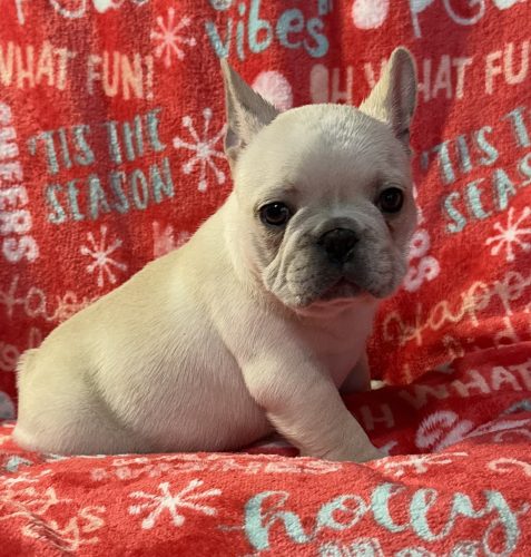 “Cora our little AKC French Bulldog puppy has enjoyed growing and playing in the Oklahoma countryside “ She will be ready for her new homes 12/23