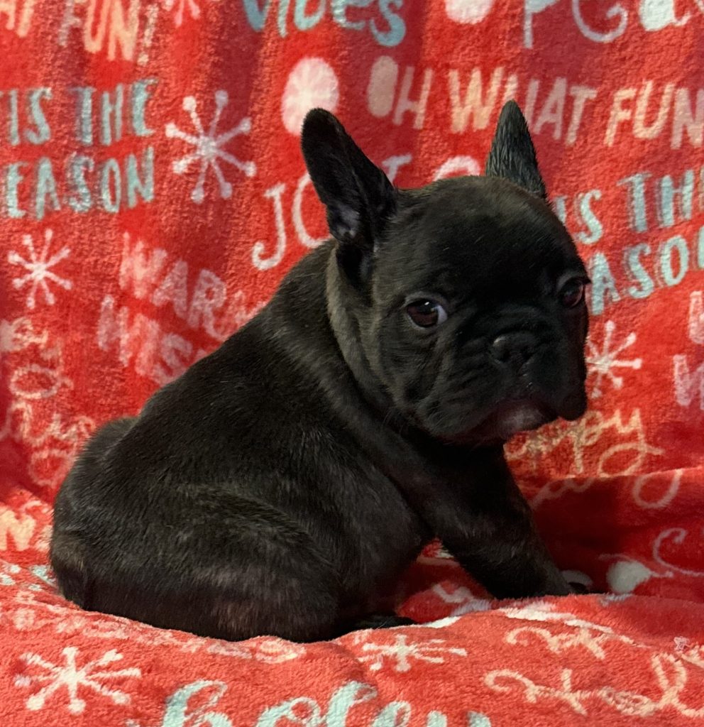 Charlie is quite the AKC French Bulldog puppy grown in the Texoma countryside.