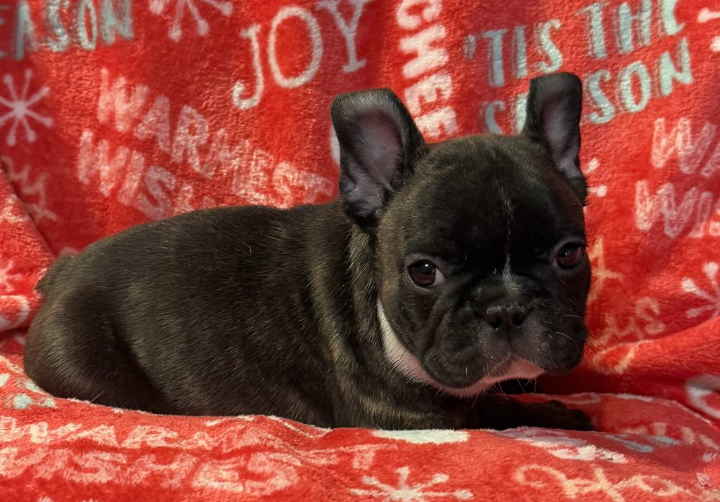 Chester is a AKC French Bulldog growing up in the Oklahoma countryside looks like a little Texas cowboy ❤️
